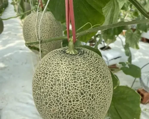 dua luoi tl3 68562bf80de16