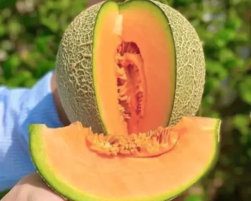 dua luoi tl3 68562c0020636