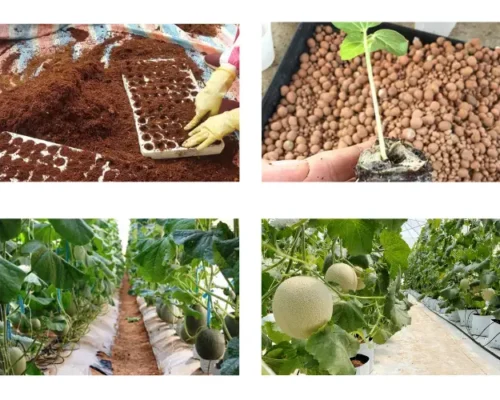 dua luoi tl3 68562c00db575