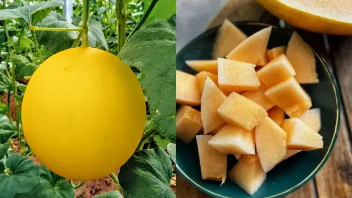 dưa lưới Hoàng Kim Giá dưa lưới Hoàng Kim toàn quốc