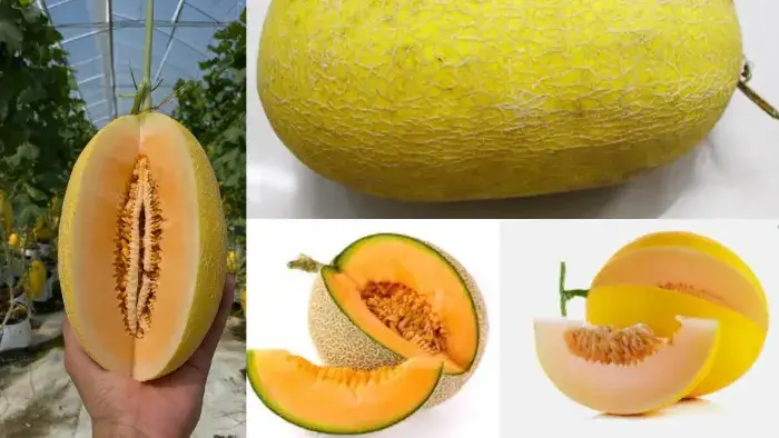 các loại dưa lưới phổ biến các loại dưa lưới phổ biến