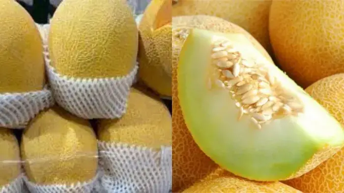 dưa lưới Trung Quốc Giá dưa lưới Trung Quốc toàn quốc