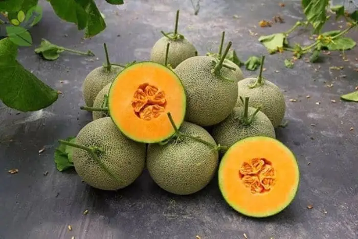 Giá trị kinh tế mang lại từ việc trồng dưa lưới Giá trị kinh tế mang lại từ việc trồng dưa lưới