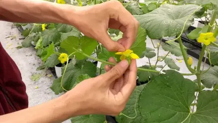 Kỹ thuật thụ phấn thủ công Kỹ thuật thụ phấn thủ công cây dưa lưới
