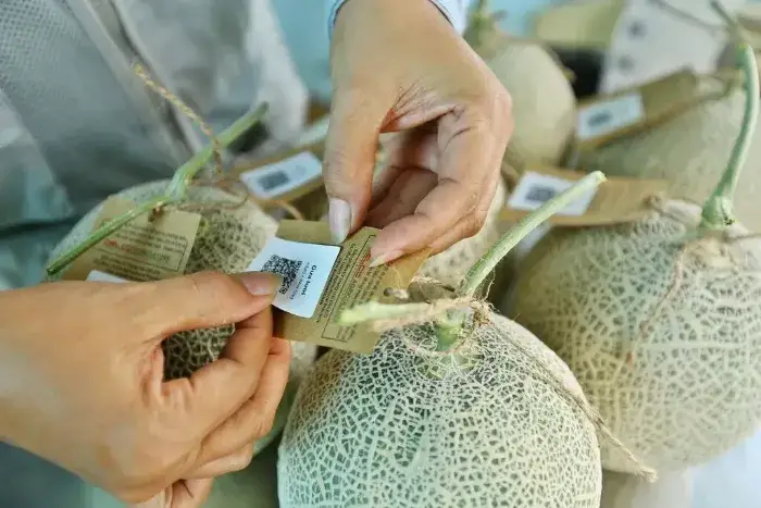 truy xuất QR code Truy xuất QR code quả dưa lưới