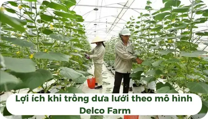 Lợi ích khi trồng dưa lưới theo mô hình Delco Farm Lợi ích khi trồng dưa lưới Kimoji theo mô hình Delco Farm