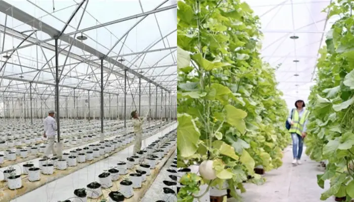 Vườn dưa lưới Kimoji – Delco Farm Vườn dưa lưới Kimoji – Delco Farm