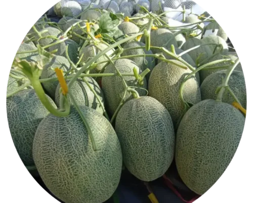 hat giong dua luoi moon 146 6846c4c068e17