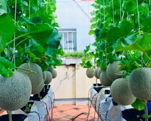 hat giong dua luoi moon 146 6846c4c37f623