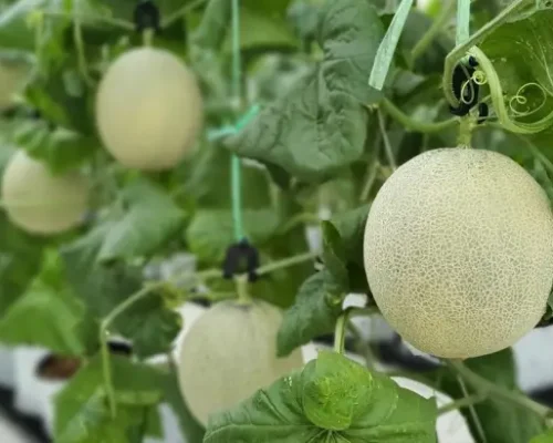 hat giong dua luoi nagoya 6846cce75961b