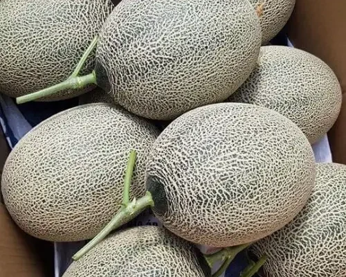 hat giong dua luoi reiwa 6846ce1217975