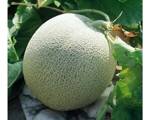 hat giong dua luoi reiwa 6846ce121886e