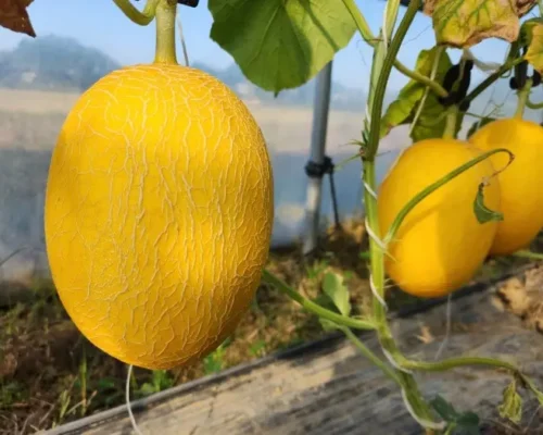 hat giong dua luoi vo vang ruot cam saket 70 6846cb70bf329