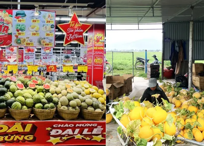 Kênh tiêu thụ và thị trường đầu ra cho dưa lưới Kênh tiêu thụ và thị trường đầu ra cho dưa lưới
