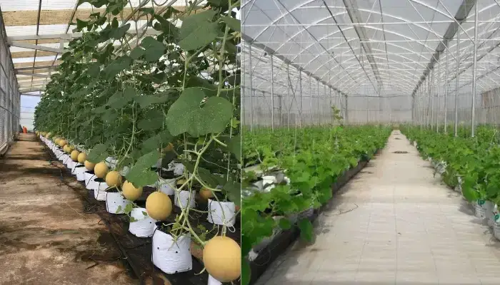 Khoảng cách đặt bầu dưa lưới trong nhà màng Khoảng cách đặt bầu dưa lưới trong nhà màng