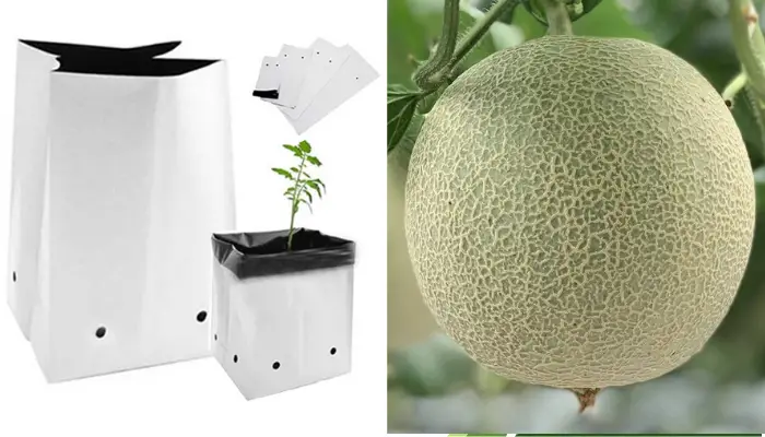 Đặc điểm của túi bầu trồng dưa lưới Các đặc điểm của túi bầu trồng dưa lưới