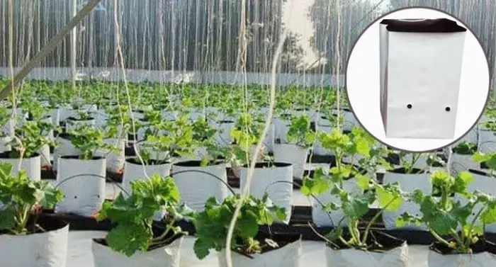 lợi ích của túi bầu khi trồng dưa lưới Những lợi ích của túi bầu khi trồng dưa lưới