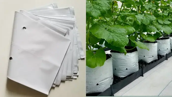 túi bầu trồng dưa lưới túi bầu trồng dưa lưới