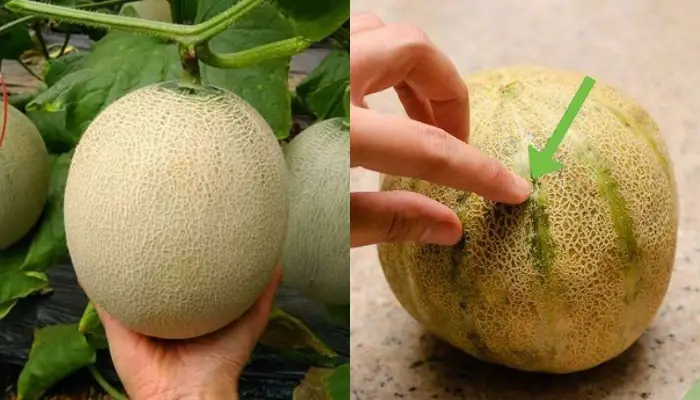 Quan sát sự thay đổi màu sắc của vỏ dưa Sự thay đổi màu sắc của vỏ dưa