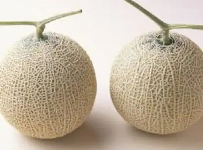 Làm chín dưa lưới sau khi hái Làm chín dưa lưới sau khi hái
