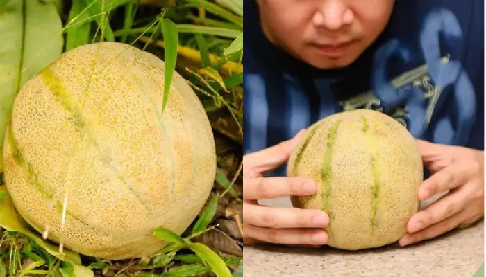 Các dấu hiệu nhận biết dưa lưới đã chín Các dấu hiệu nhận biết dưa lưới đã chín
