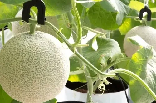 moc treo day dua luoi 6846cf590bd41