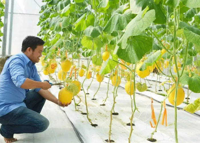 Giai đoạn thu hoạch và xử lý sau thu hoạch Giai đoạn thu hoạch và xử lý sau thu hoạch