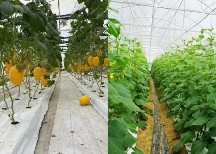 Những điều cần có trước khi bắt đầu trồng dưa lưới Những điều cần có trước khi bắt đầu trồng dưa lưới trong nhà màng/nhà kính
