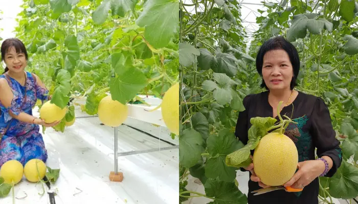 Trải nghiệm các hoạt động tại vườn dưa l Trải nghiệm các hoạt động tại vườn dưa lưới thủy canh An Giang