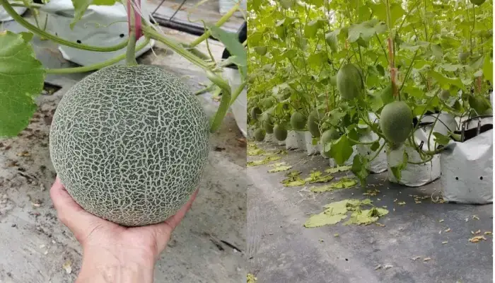Vườn dưa lưới tại Givi Farm An Giang Vườn dưa lưới và dưa lưới tại Givi Farm An Giang