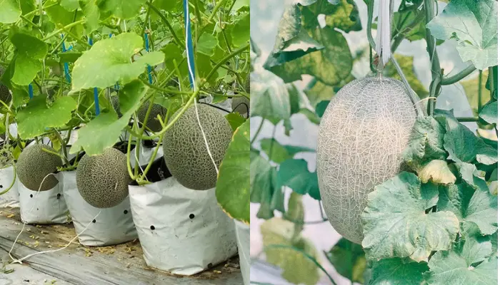 Vườn dưa lưới Út Phong ở Châu Đốc, An Giang Vườn dưa lưới Út Phong ở Châu Đốc, An Giang
