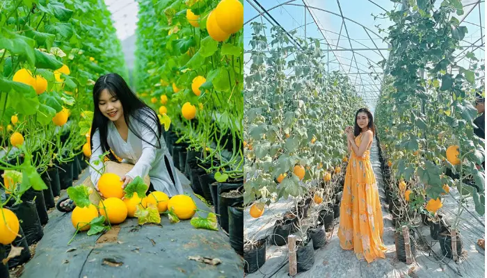 Các hoạt động trải nghiệm tại vườn Út Phong Các hoạt động trải nghiệm tại vườn dưa lưới Út Phong