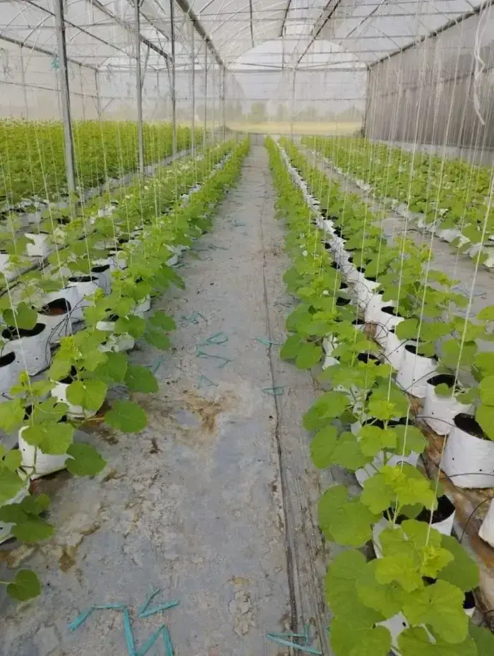 Đặc điểm của vườn dưa lưới Givi Farm Đặc điểm nổi bật của Givi Farm