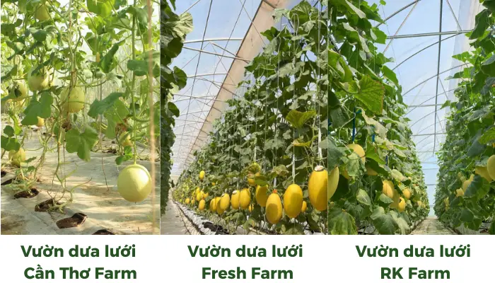 So sánh các vườn dưa lưới tại Cần Thơ So sánh các vườn dưa lưới tại Cần Thơ