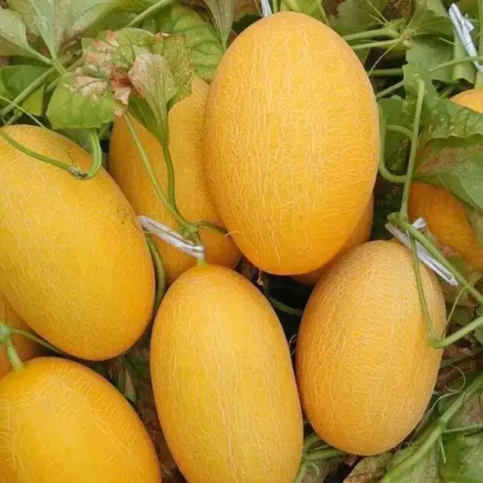 Dưa lưới Hami Dưa lưới Hami
