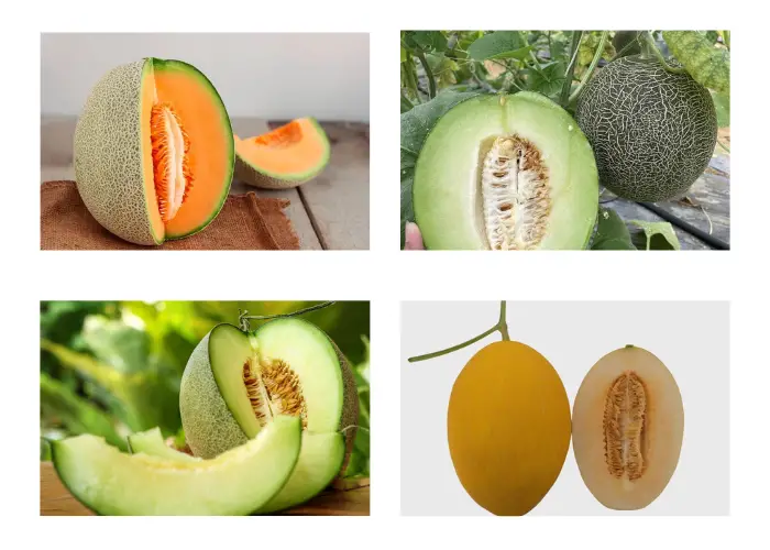 Một số giống dưa lưới khác Một số giống dưa lưới khác