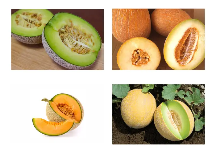 Những giống dưa lưới phổ biến hiện nay Những loại dưa lưới phổ biến hiện nay