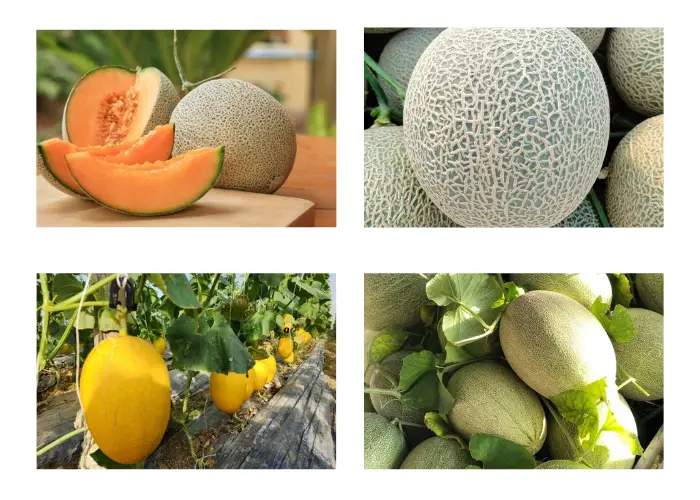 Dưa lưới có hương vị ngon nhất Dưa lưới có hương vị ngon nhất