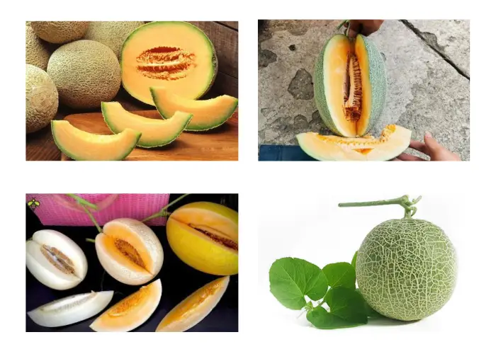 Mẹo chọn mua và bảo quản dưa lưới Mẹo chọn mua và bảo quản dưa lưới