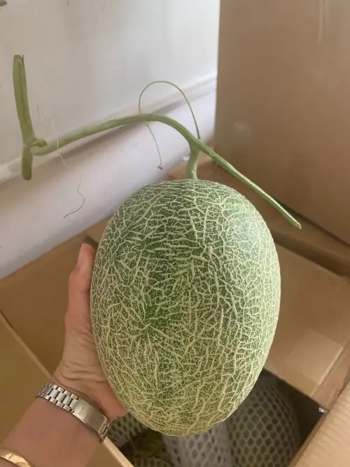 Dưa lưới Hạ Uyển Dưa lưới Hạ Uyển