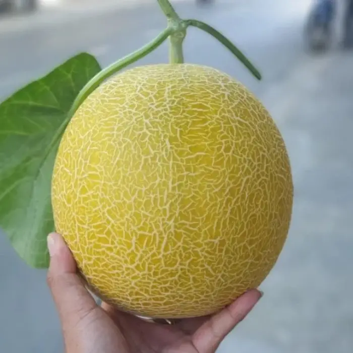 Nhìn hoa văn trên vỏ Nhìn hoa văn trên vỏ dưa lưới