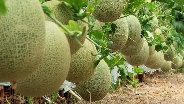 Dưa lưới tăng khả năng thích nghi với môi trường Khả năng thích nghi điều kiện môi trường