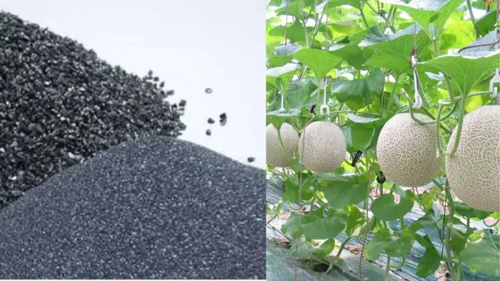 Ảnh hưởng của silic đến dưa lưới Ảnh hưởng của silic đến dưa lưới