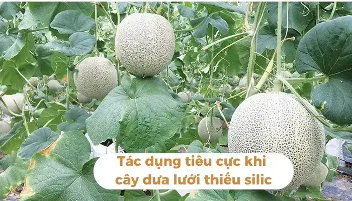 Tác hại khi cây dưa lưới thiếu silic Tác dụng tiêu cực khi cây dưa lưới thiếu silic