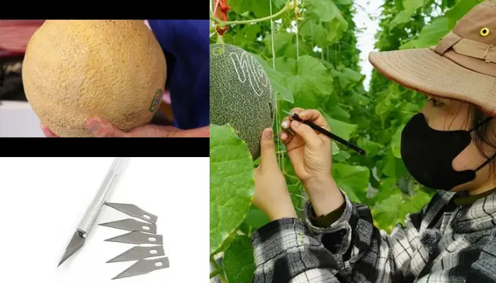 Quy trình khắc chữ trái dưa lưới Quy trình khắc chữ trái dưa lưới