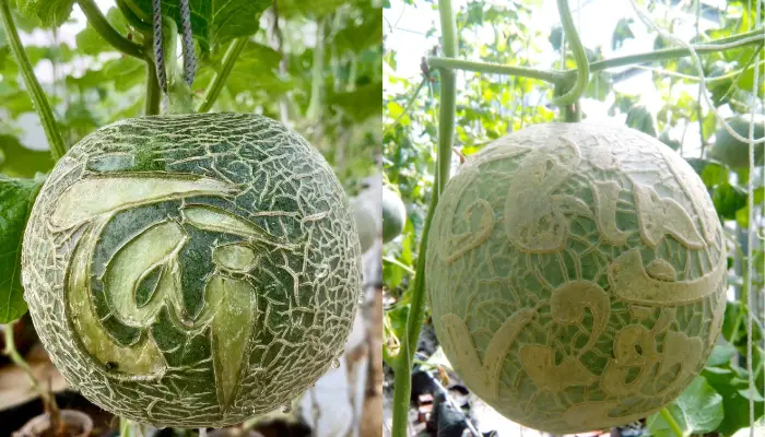 Dưa lưới khắc chữ Dưa lưới khắc chữ