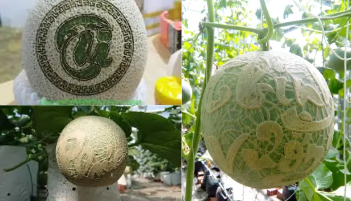 Giá bán của dưa lưới khắc chữ Giá bán của dưa lưới khắc chữ