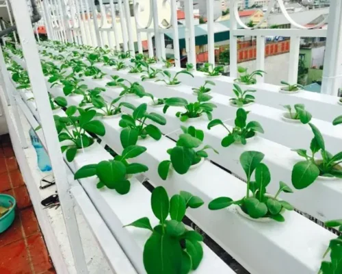 ro thuy canh dua luoi 6887185b4a85f