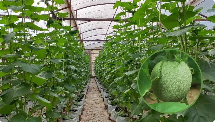 Trang trại dưa lưới Vifarm Đà Lạt Trang trại dưa lưới Vifarm Đà Lạt