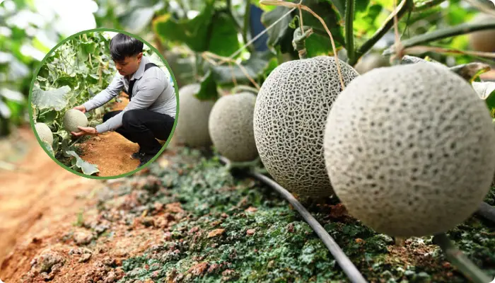 Vườn dưa lưới của anh Hiếu ở Đà Lạt Vườn dưa lưới của anh Hiếu ở Đà Lạt